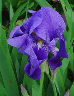 Blue iris